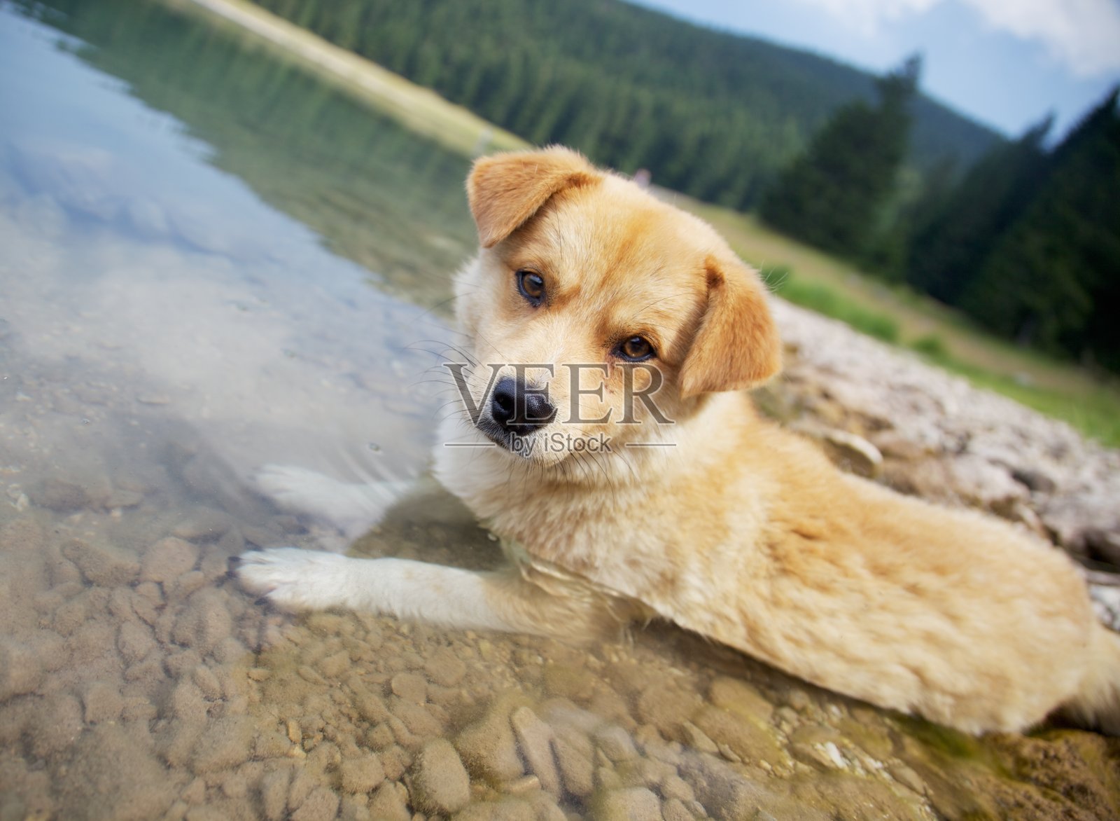水的小狗照片摄影图片