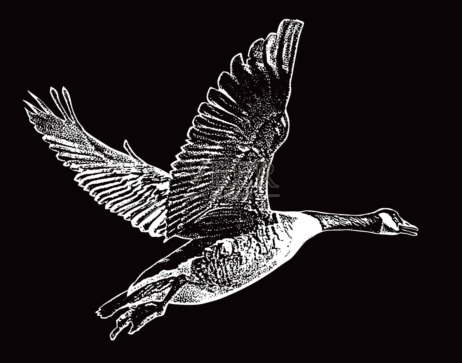 黑额黑雁飞插画图片素材