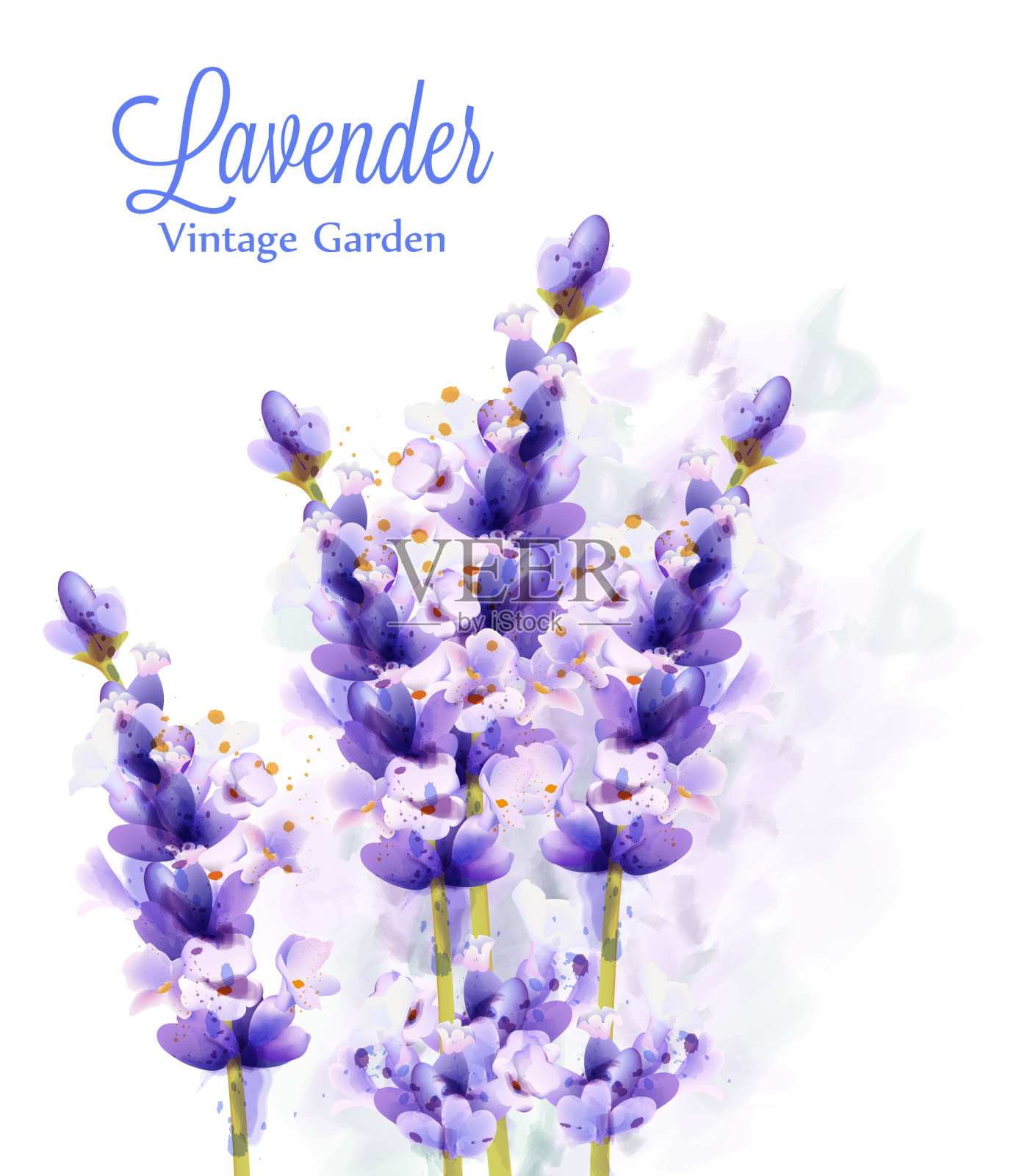 薰衣草水彩背景精致的花插画图片素材