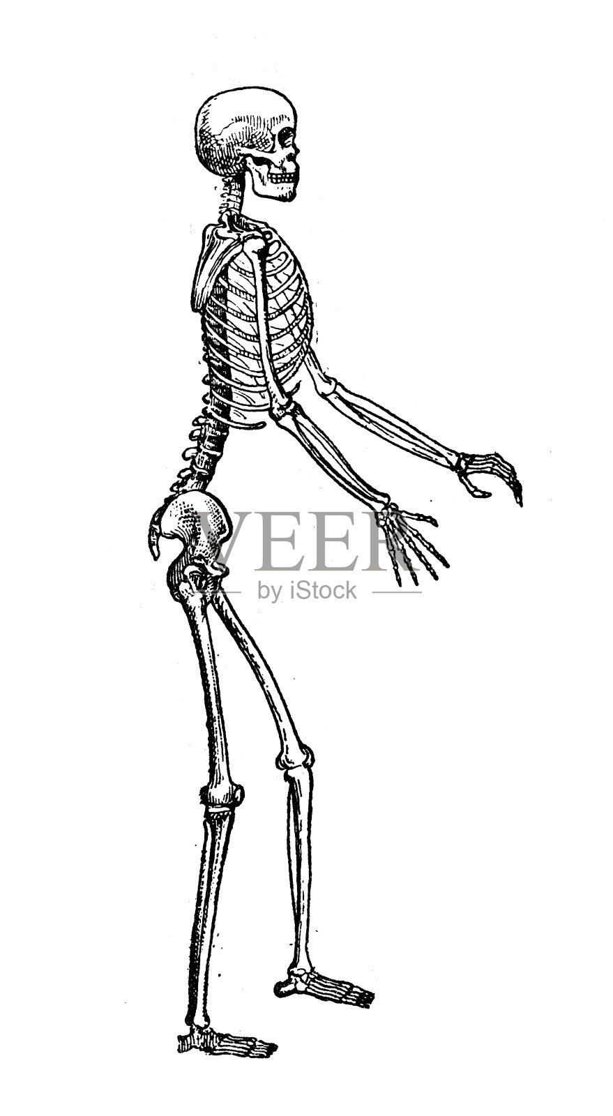 古董插图:人的骨架设计元素图片