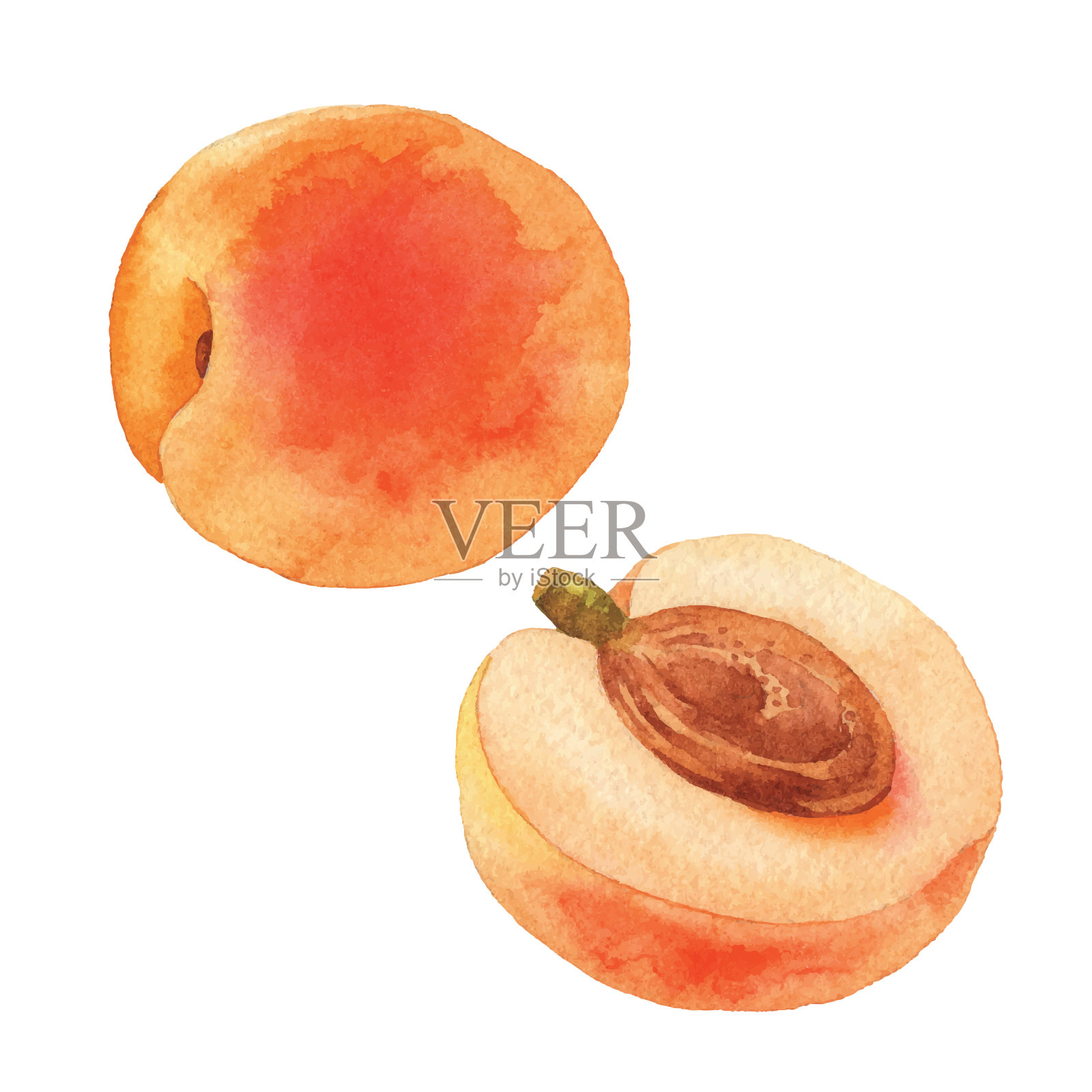 水彩杏插画图片素材