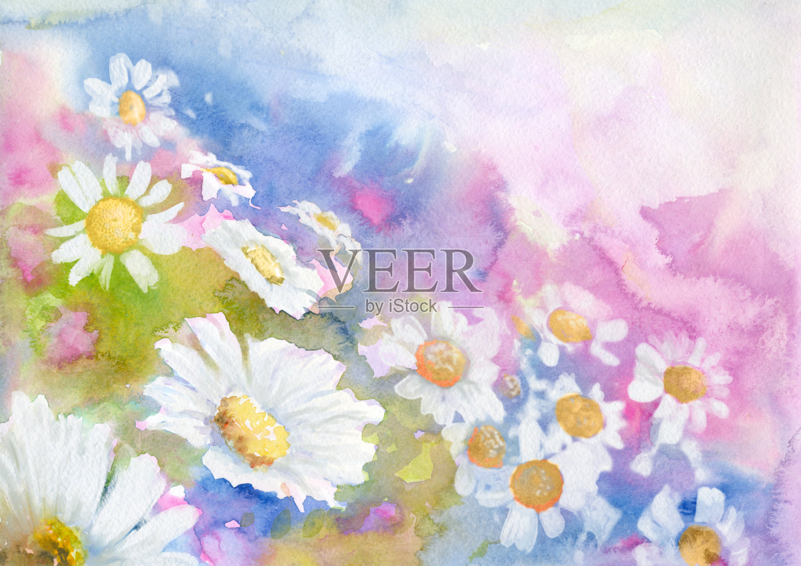 洋甘菊草地，水彩背景插画图片素材