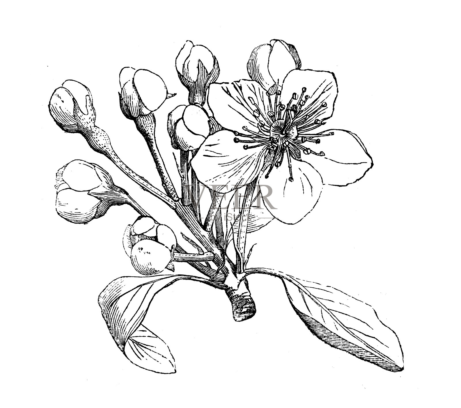 古植物学插图:梨、梨树插画图片素材