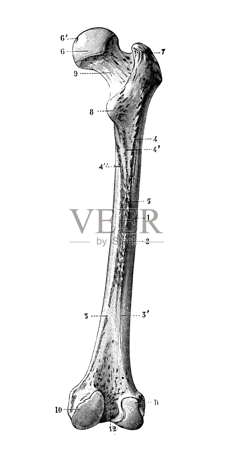人体解剖学的古董插图:股骨设计元素图片