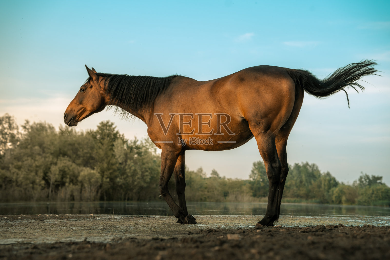 喝黑马照片摄影图片