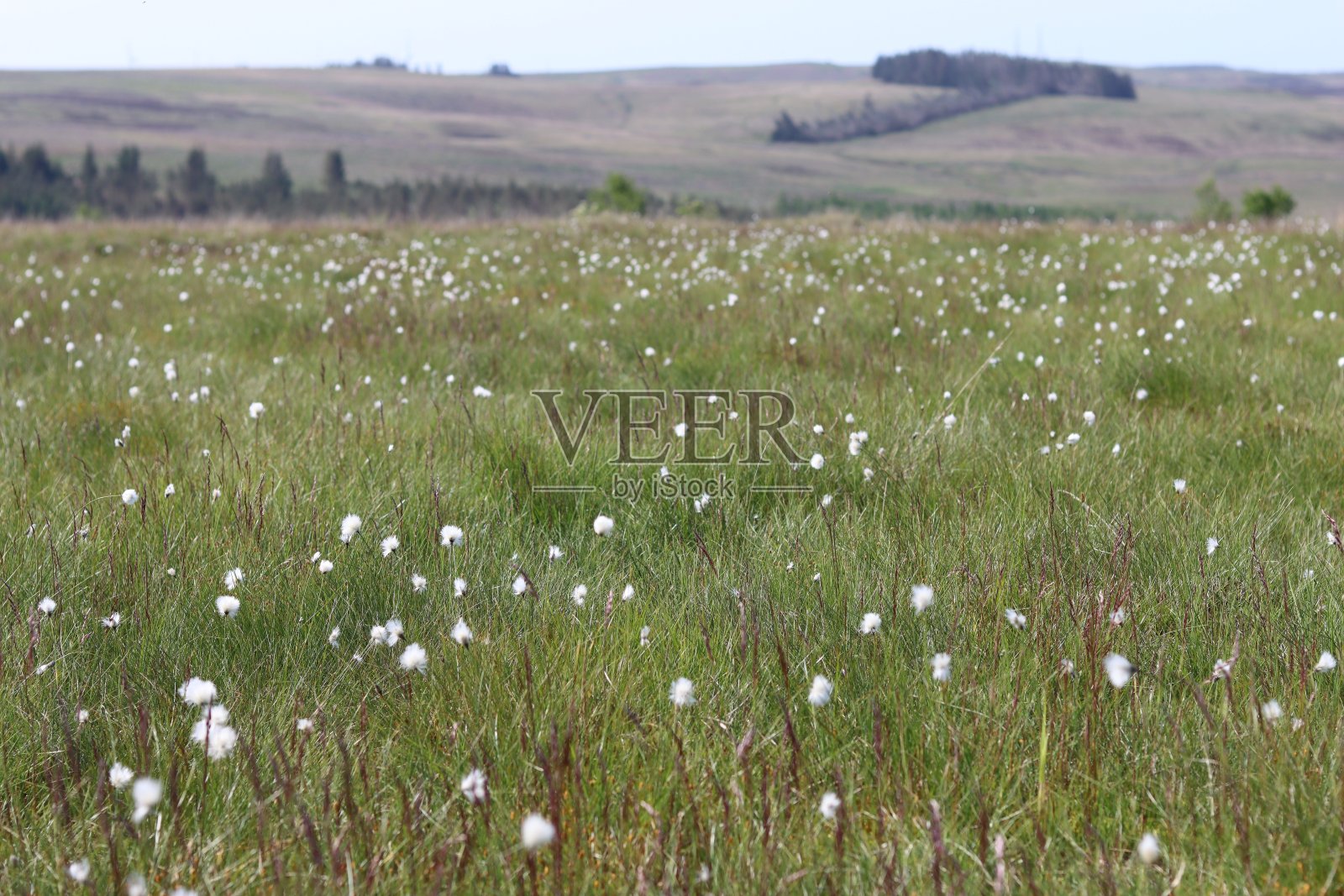 覆盖白色普通棉草或棉叶的高地草地照片摄影图片