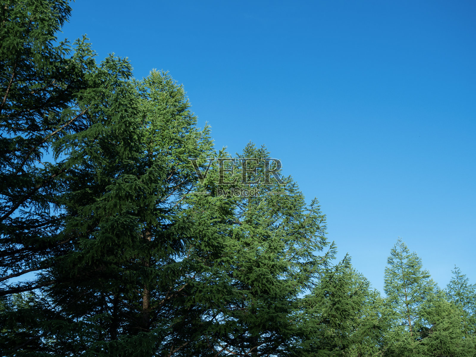 森林照片摄影图片