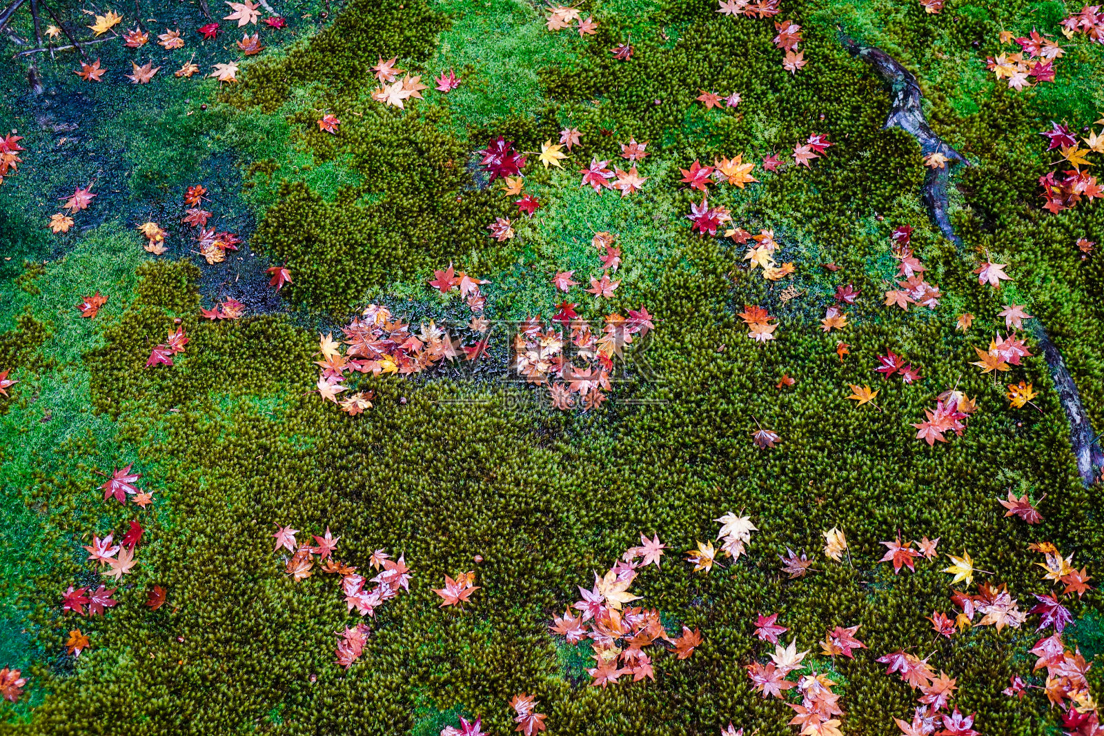 秋天的枫叶落了照片摄影图片