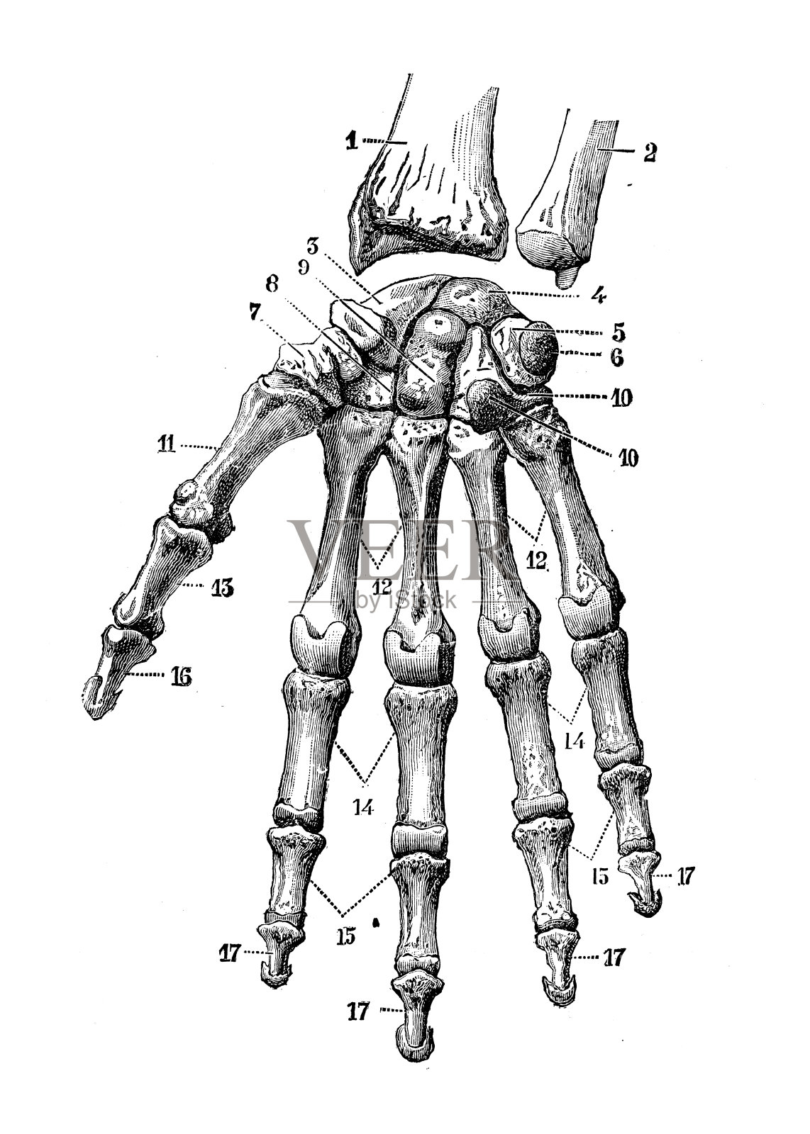 人体解剖学的古董插图:手和手腕插画图片素材