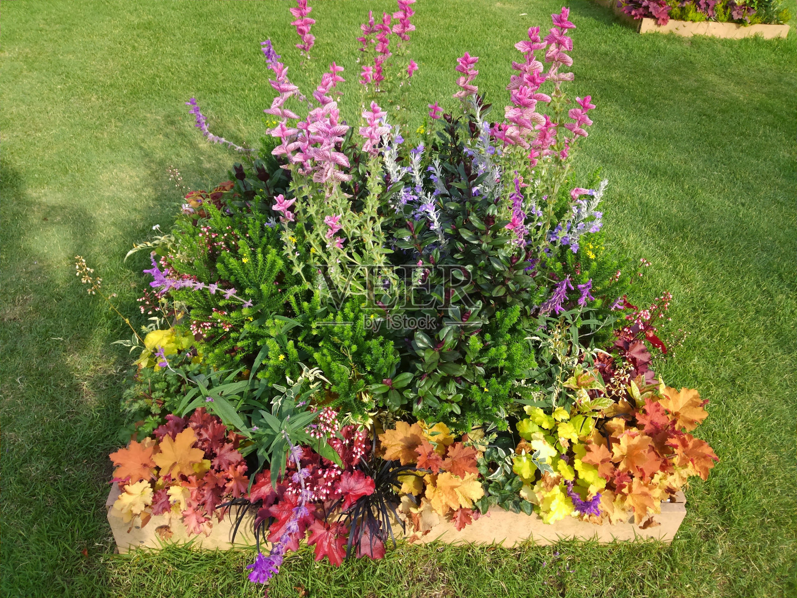 美丽的花坛，五颜六色的花照片摄影图片