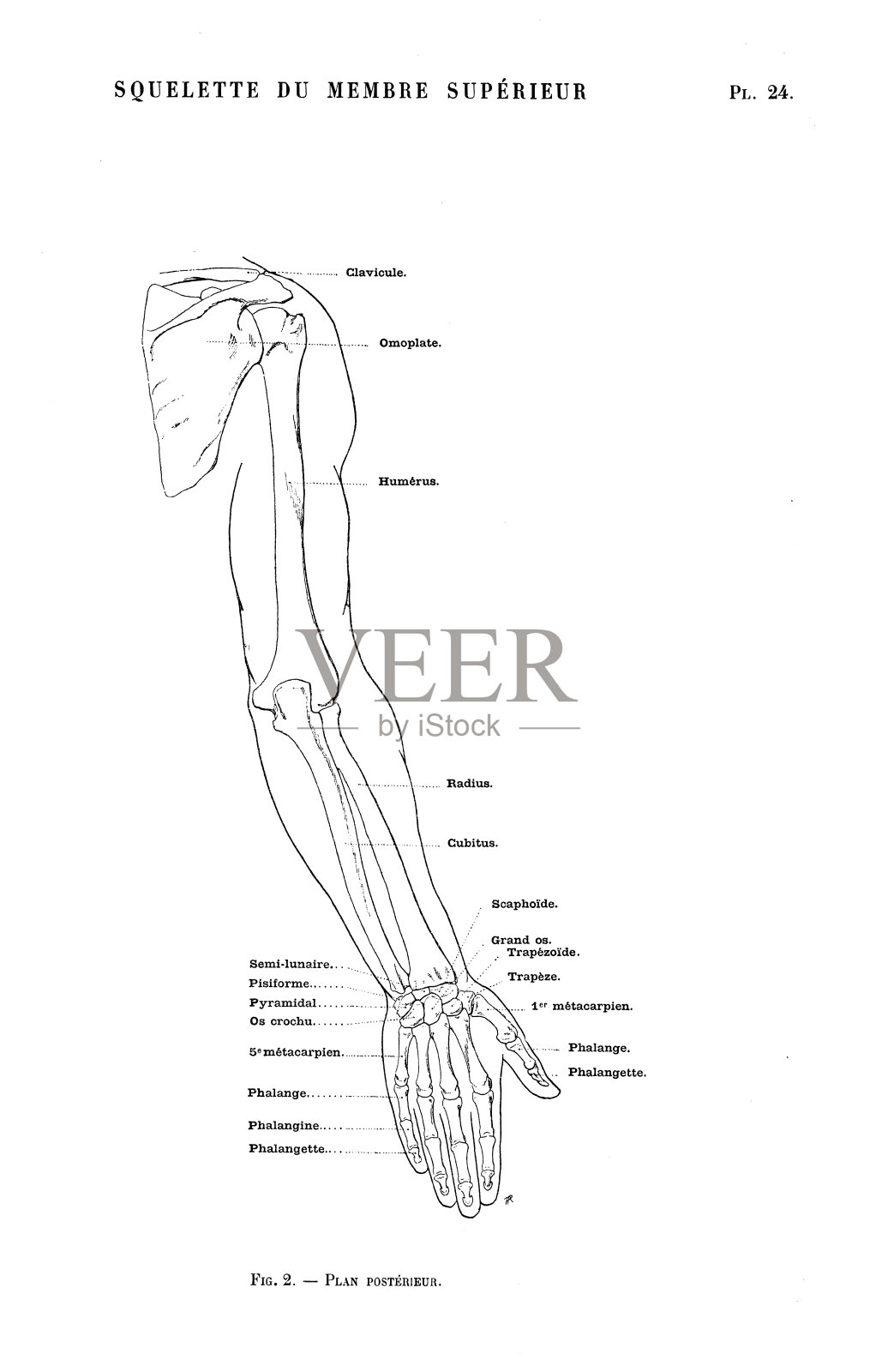 人体解剖学插图摘自法国古董艺术书籍:臂骨背部插画图片素材