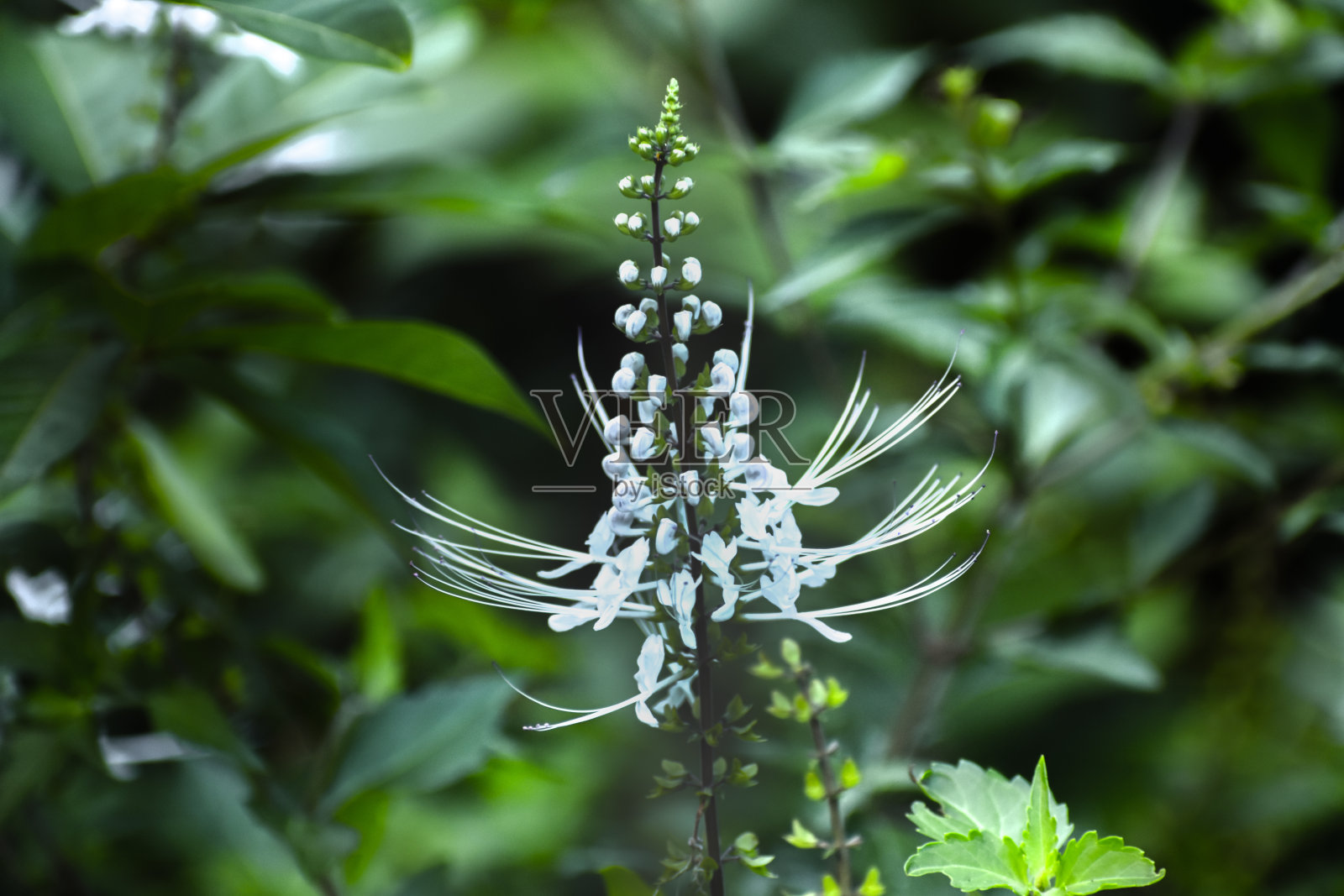 一种叫做猫须的植物，或者用拉丁语命名为Orthosiphon aristatus。照片摄影图片