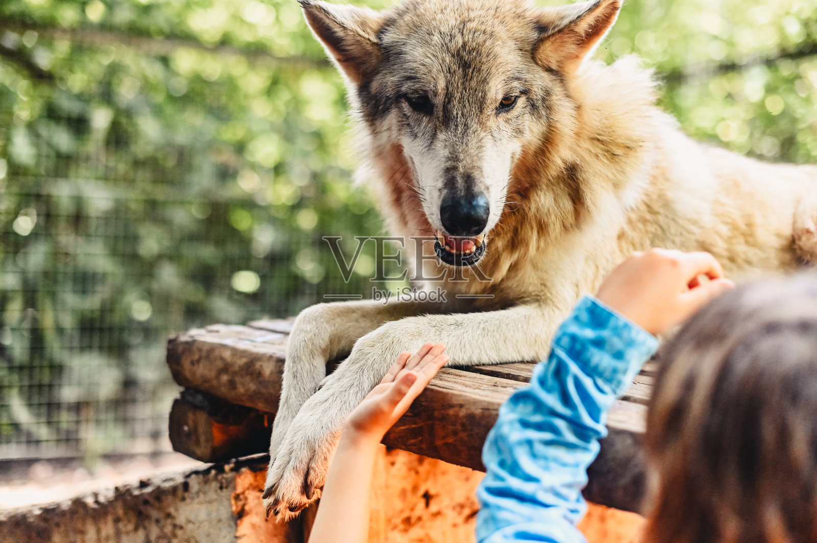 孩子们抚摸着一只在户外放松的杂交狼狗。一种外来宠物，动物的一部分是野狼，一部分是家养的狗照片摄影图片