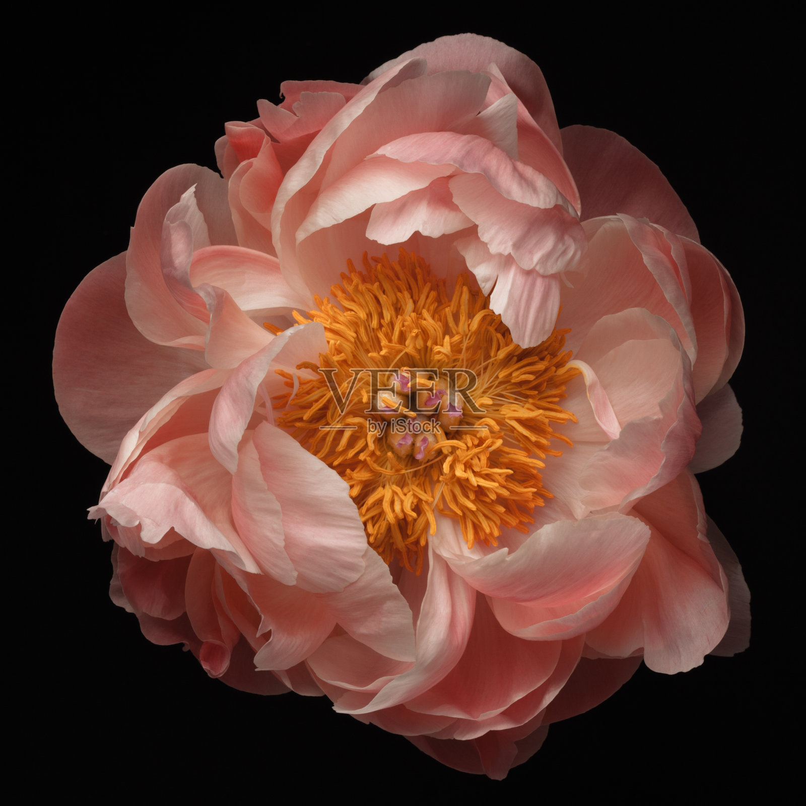 粉色的牡丹照片摄影图片