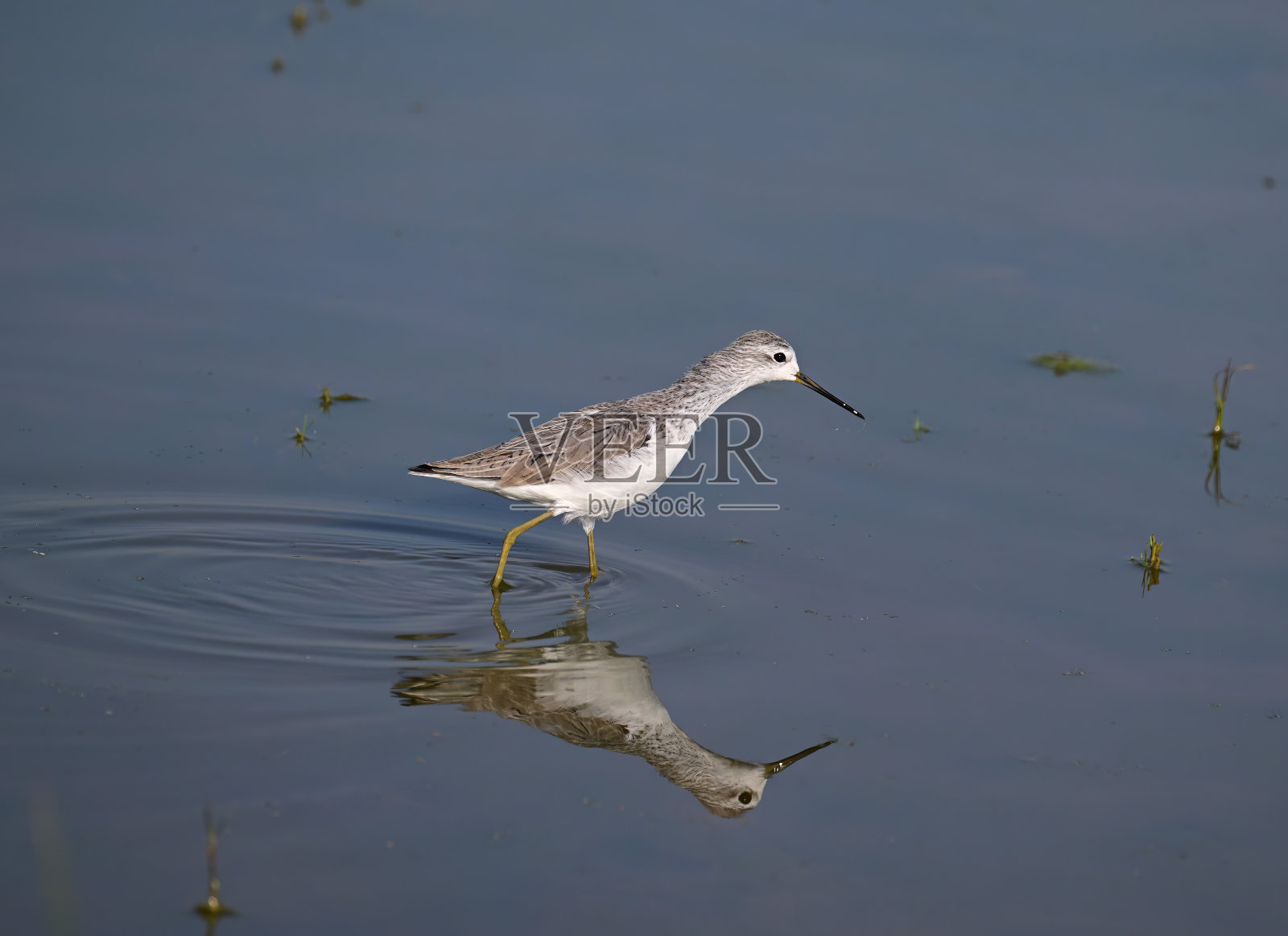 鸟类-混合组3B。陆鸟和水鸟。照片摄影图片
