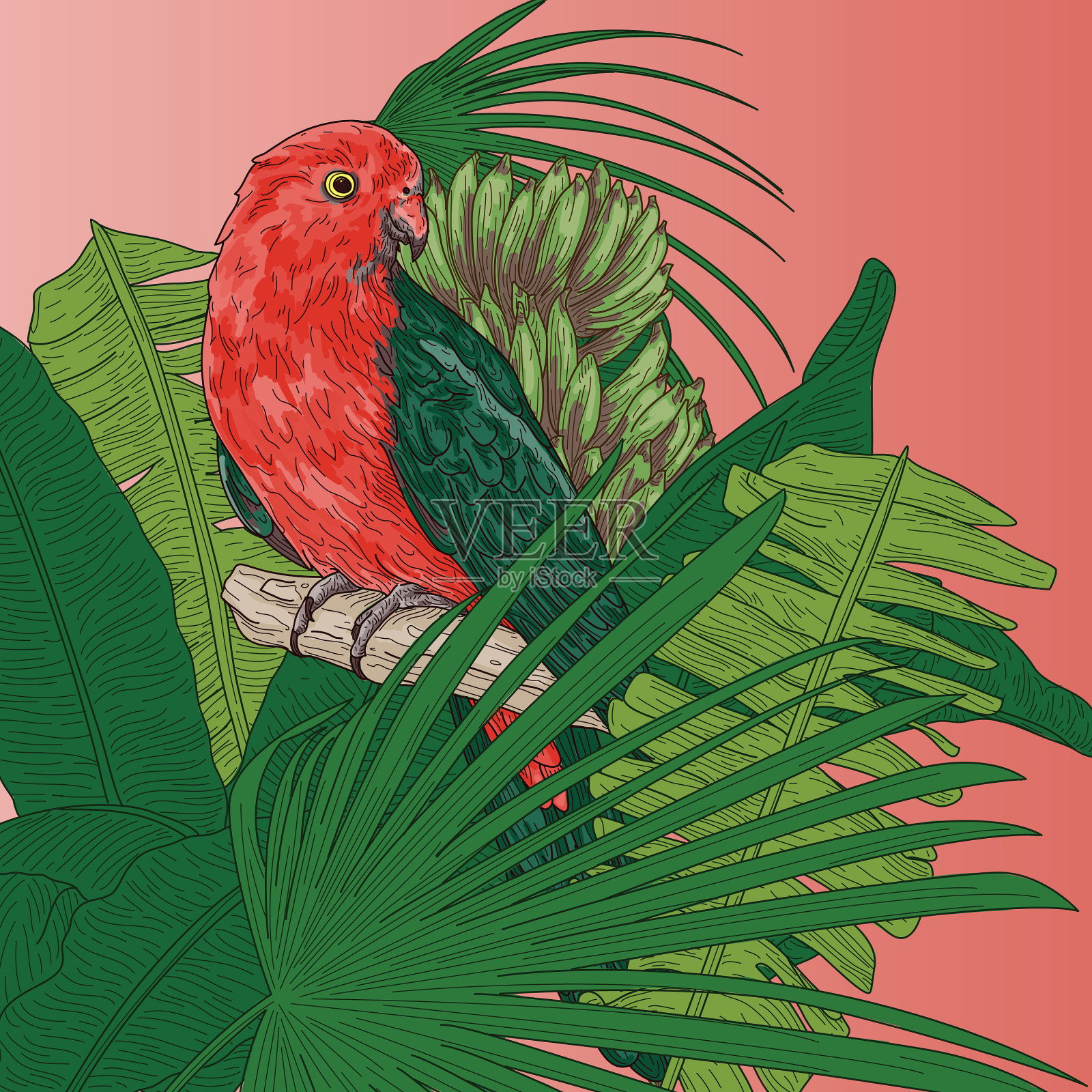 热带芭蕉叶背景上的鹦鹉王插画图片素材