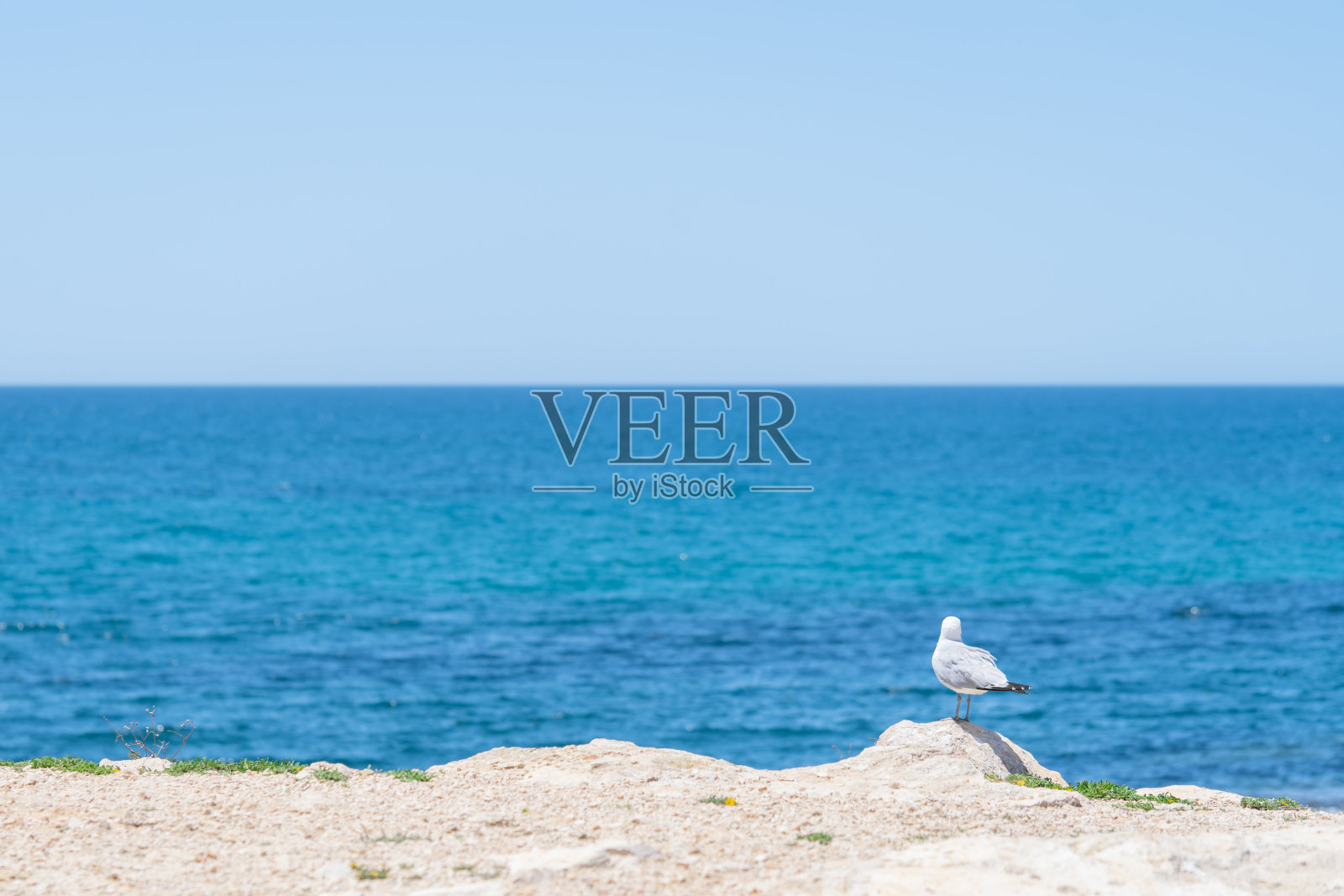 海鸥是大海和沙滩上休息的象征照片摄影图片