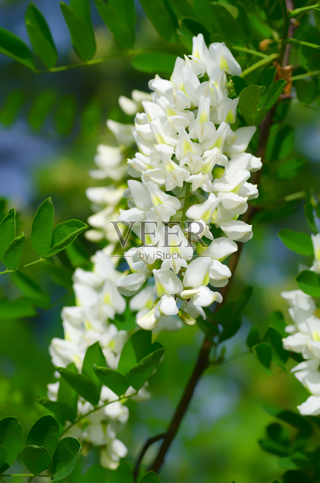 在一棵绿树的衬托下，白色的金合欢树枝上。照片摄影图片