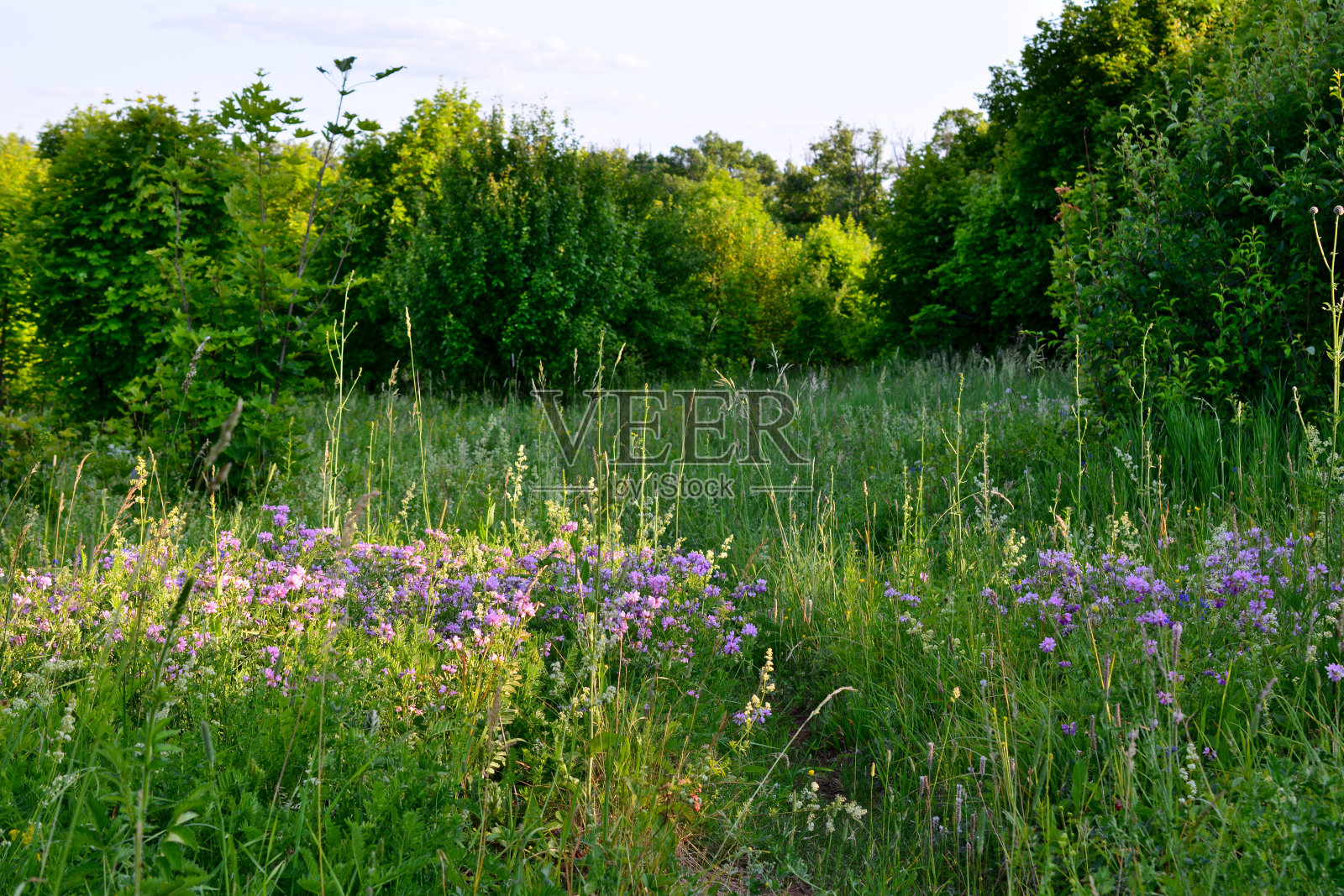 绿油油的草坪上有紫色的花朵在夕阳下的森林里，复制空间照片摄影图片