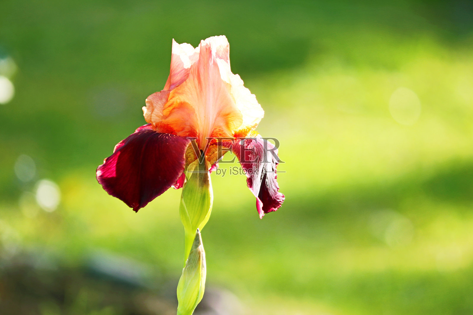 夏季花园花坛上盛开的鲜艳的鸢尾花蕾。照片摄影图片