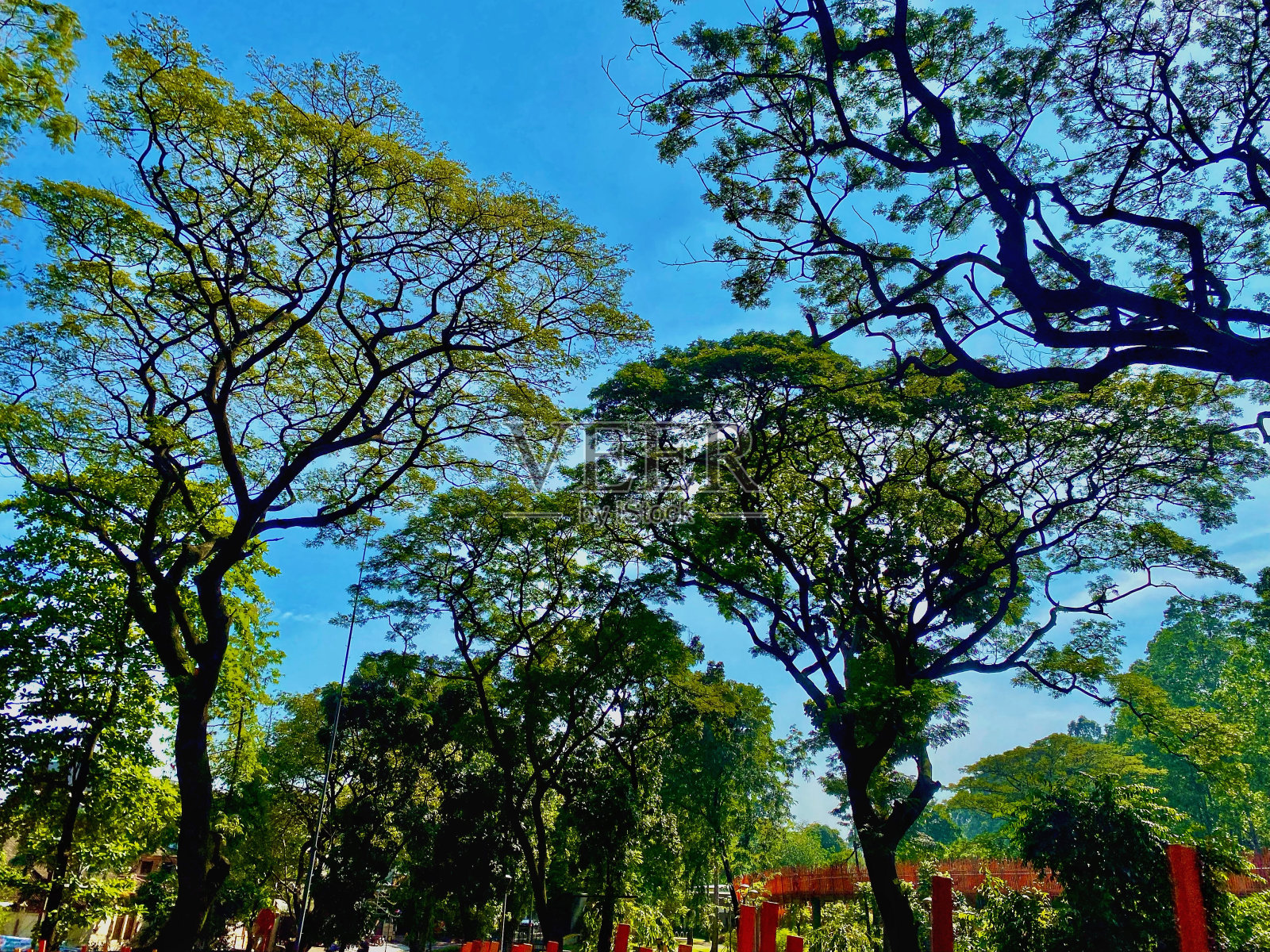 西藏生态公园，一棵枝繁叶茂的大树和一片蓝天照片摄影图片