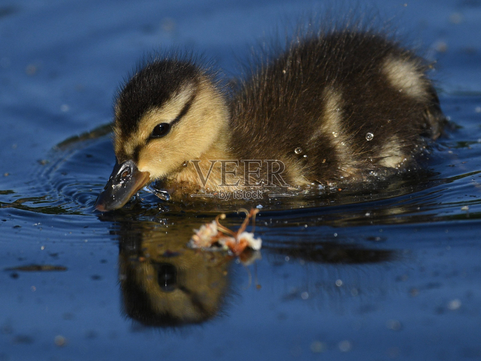 小鸭子正在池塘里喝水照片摄影图片