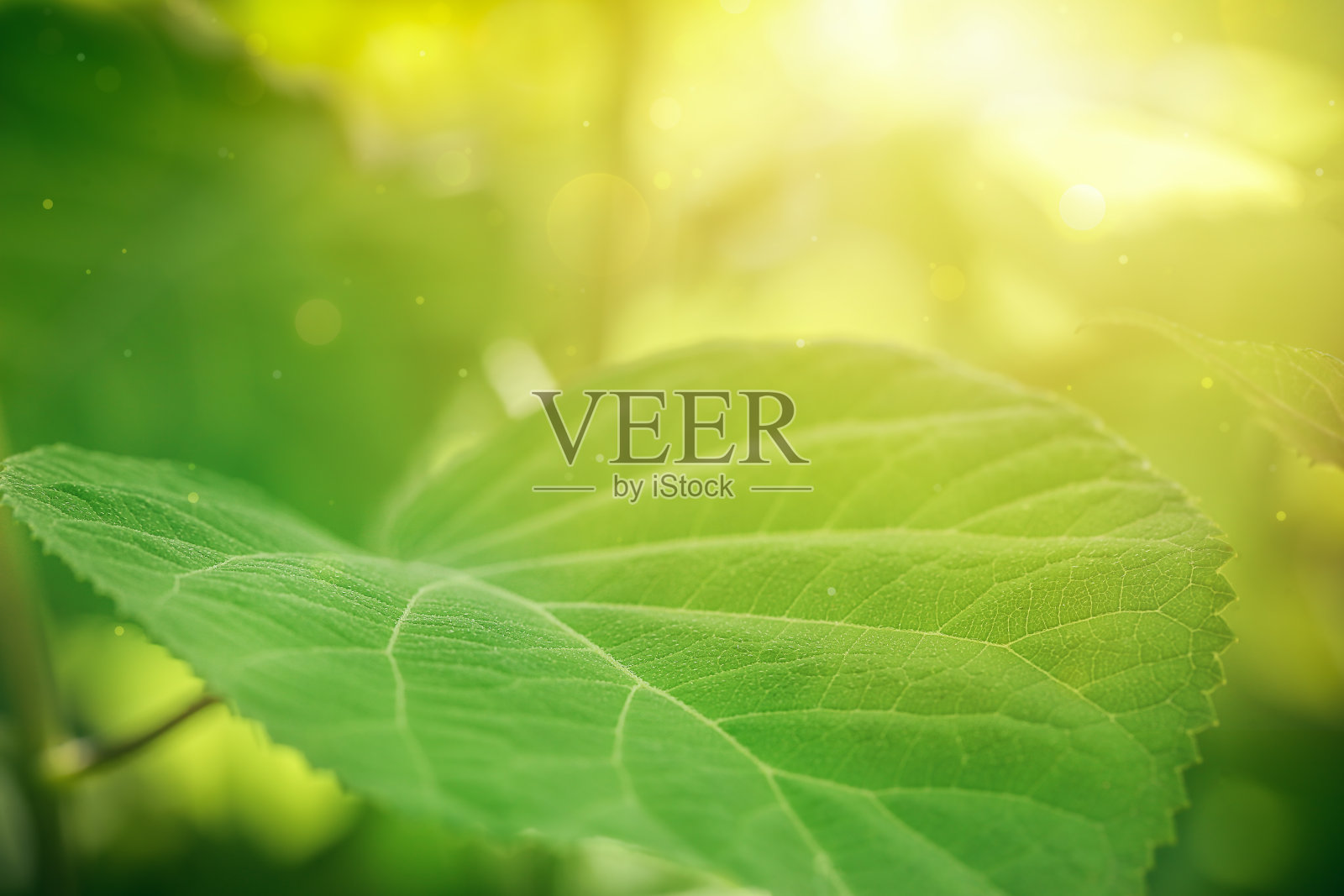 绿叶有聚焦条纹和阳光照片摄影图片