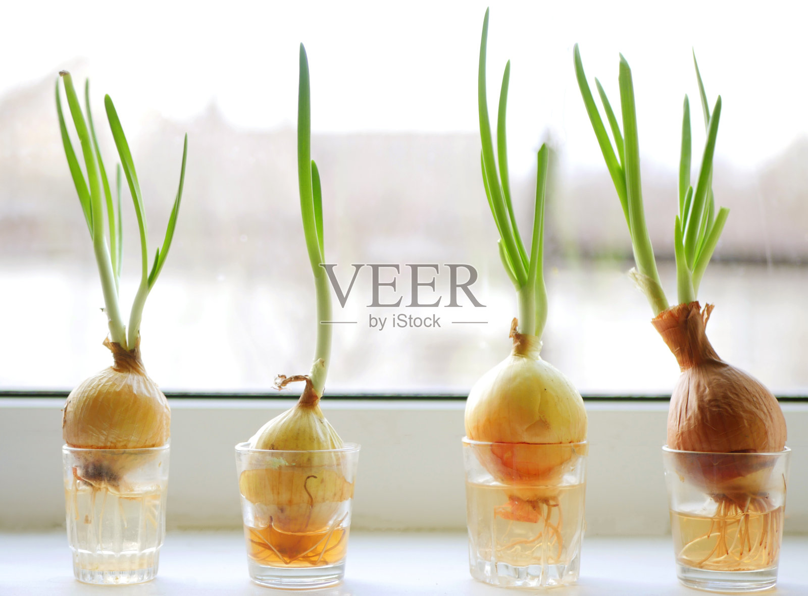 水里长着青葱照片摄影图片