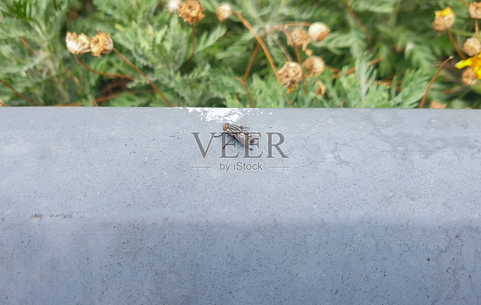 黑色的飞照片摄影图片