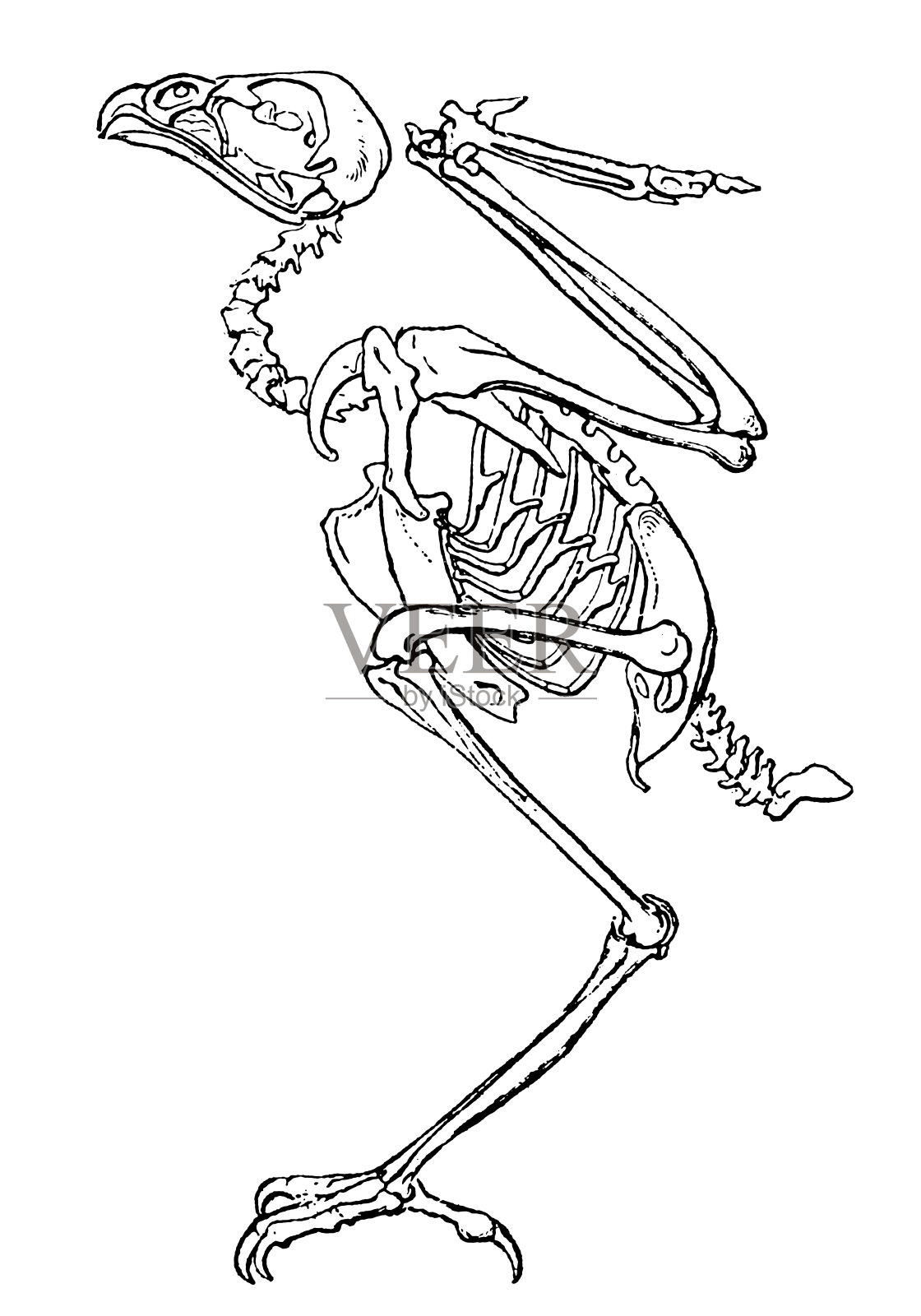 鸟(猎鹰)的骨架设计元素图片