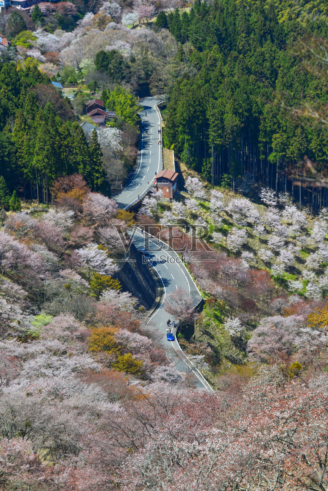 吉野山被樱桃树覆盖照片摄影图片