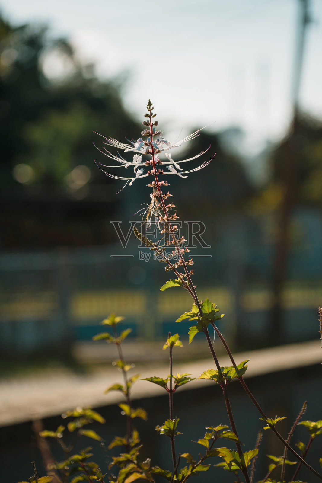 斜虹吸花照片摄影图片