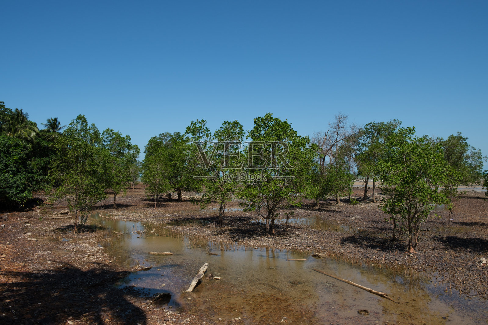 红树林树照片摄影图片