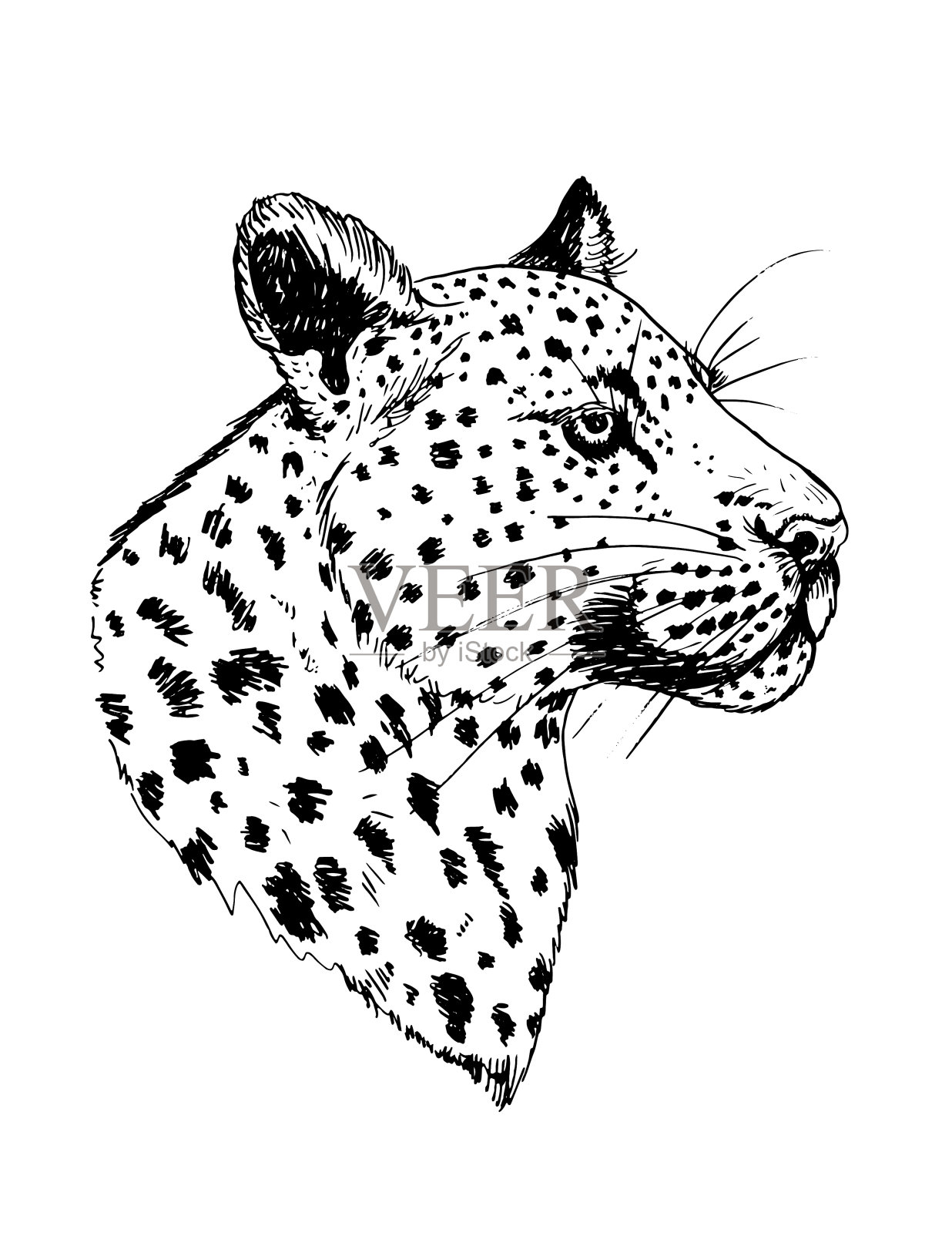 手绘黑墨水猎豹头在透明的背景上插画图片素材