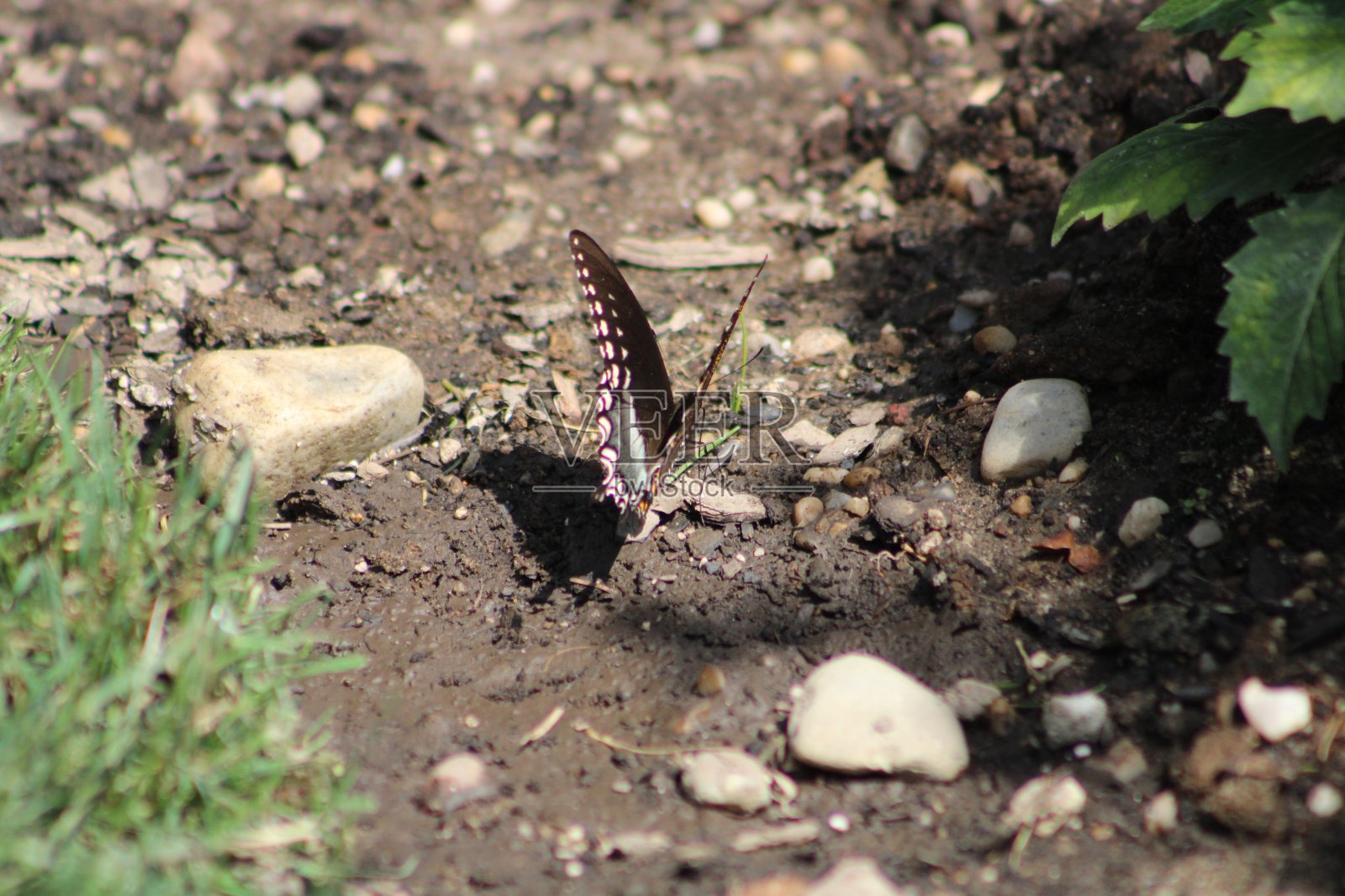 山胡椒燕尾服照片摄影图片