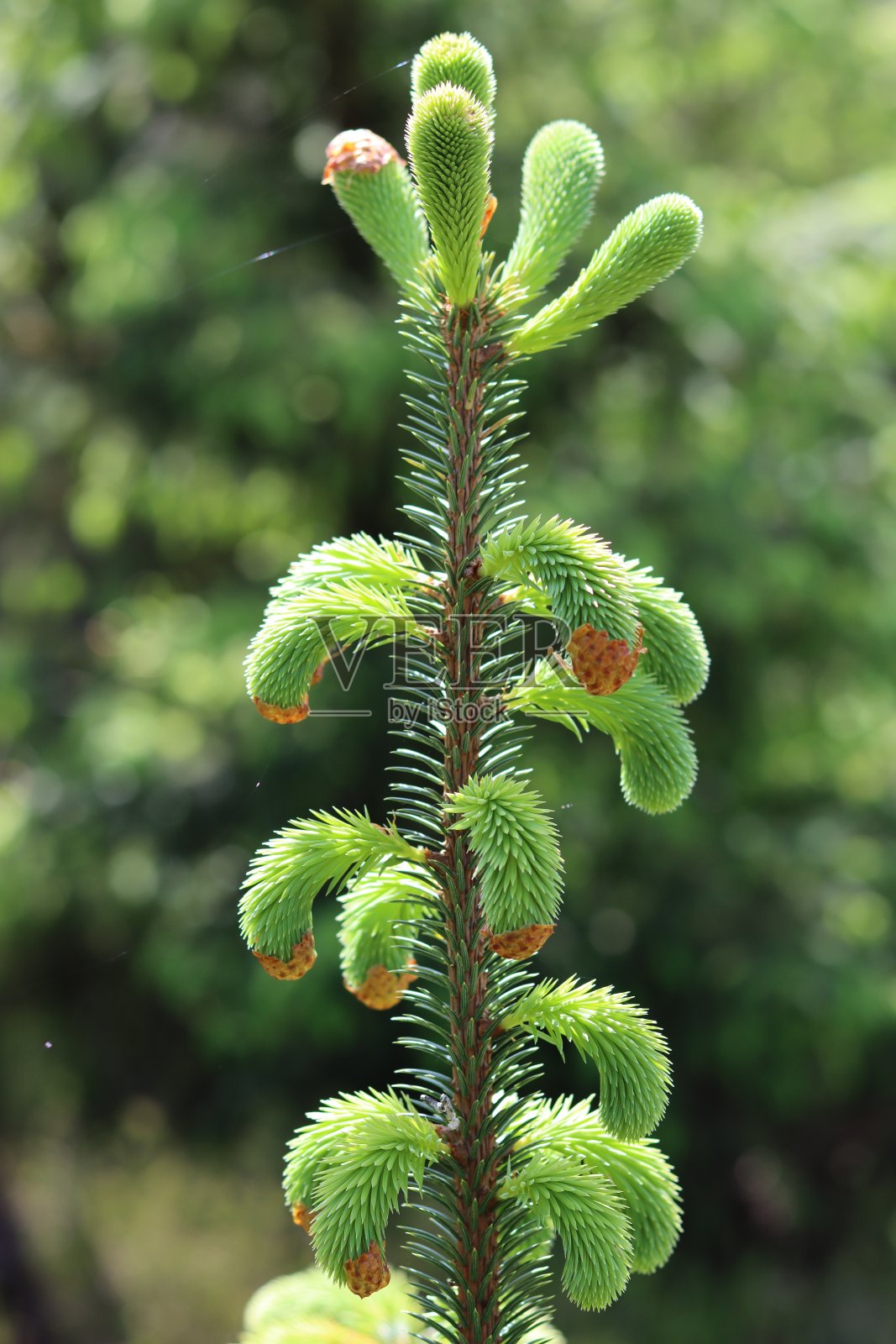 针叶树树枝顶端的特写，有嫩芽和新鲜的针叶照片摄影图片