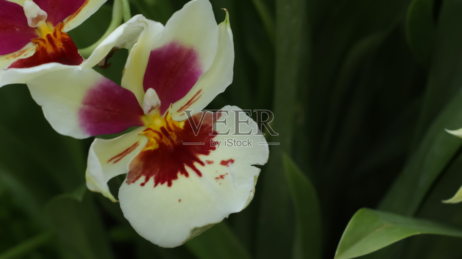 紫色的小兰花花照片摄影图片