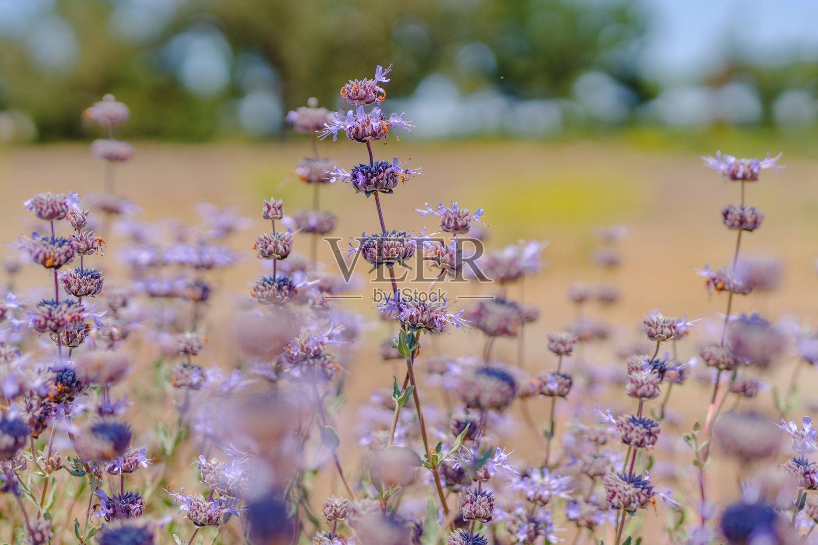 克利夫兰鼠尾草，克利夫兰鼠尾草，美丽，高度芳香的鼠尾草物种，原产于加利福尼亚照片摄影图片