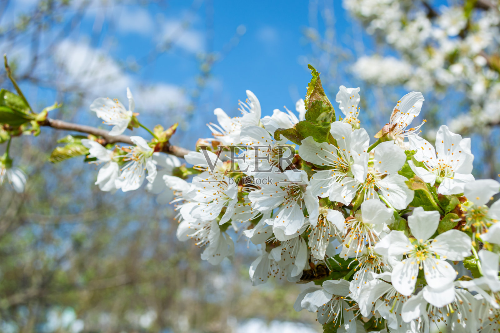 樱花。树枝上密密麻麻地长满了白花。照片摄影图片