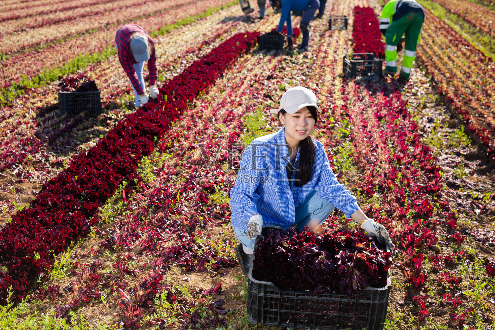 积极的年轻女子在地里收割红莴苣的肖像照片摄影图片