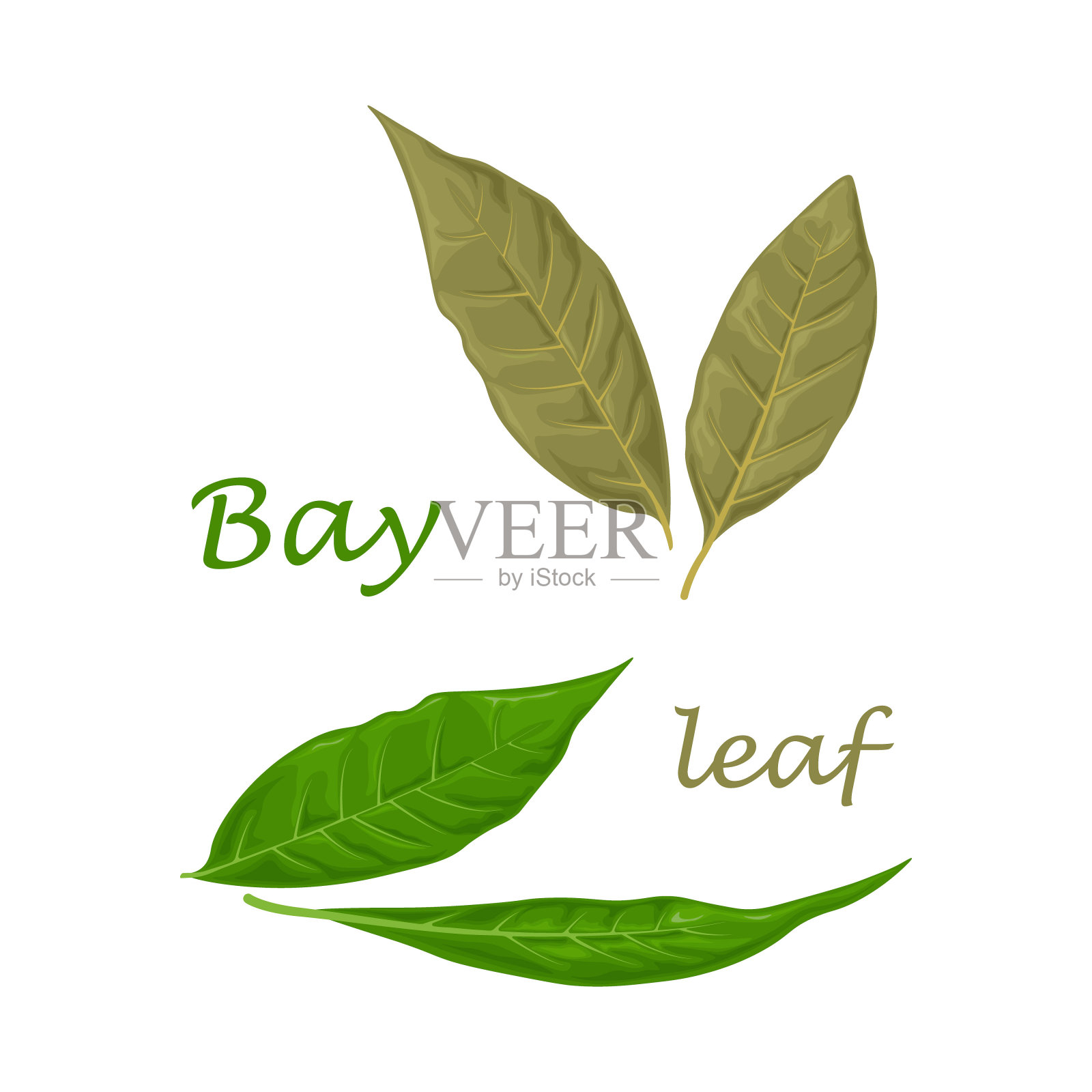 月桂叶。绿色月桂树叶。一种用于调味的芳香药用植物矢量插图孤立在白色背景上插画图片素材