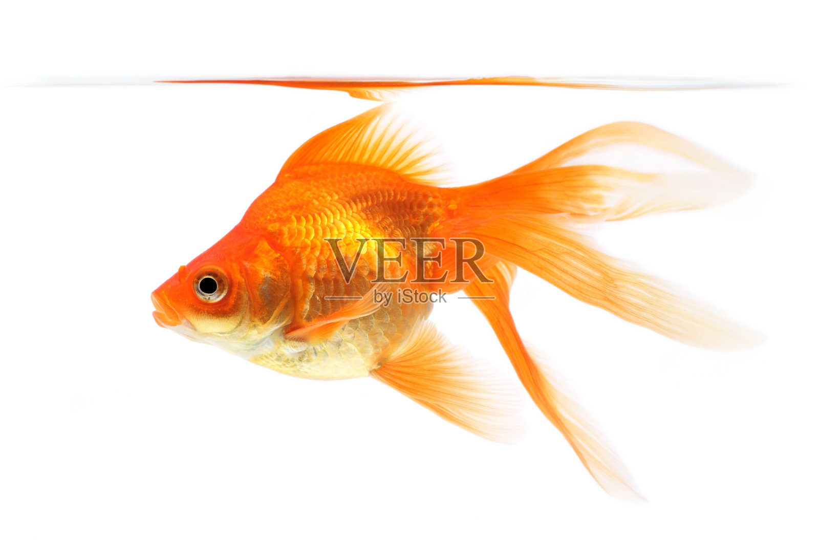 白色背景上的金鱼照片摄影图片