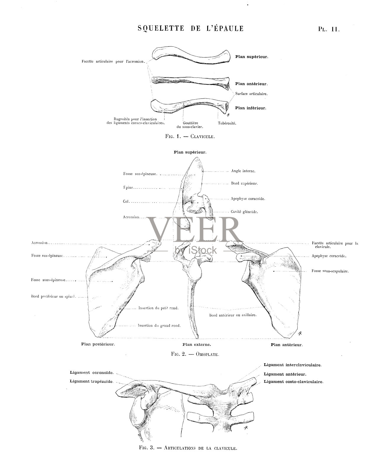 人体解剖学插图摘自法国古董美术书《肩骨》插画图片素材