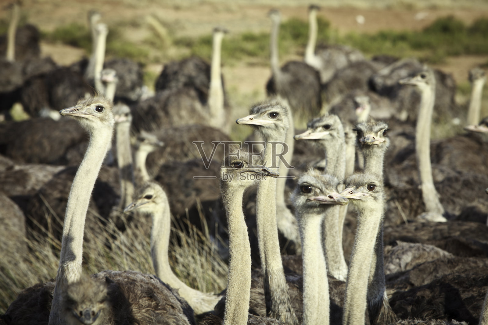 鸵鸟照片摄影图片