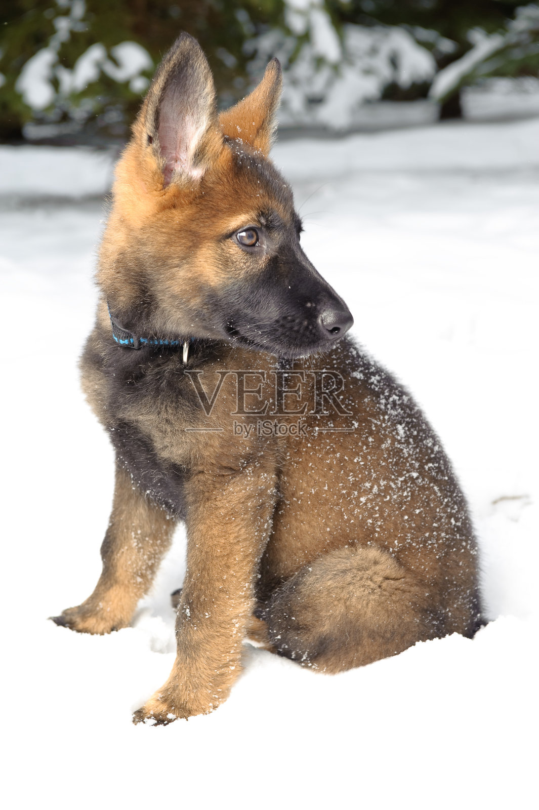 小狗的德国牧羊犬照片摄影图片