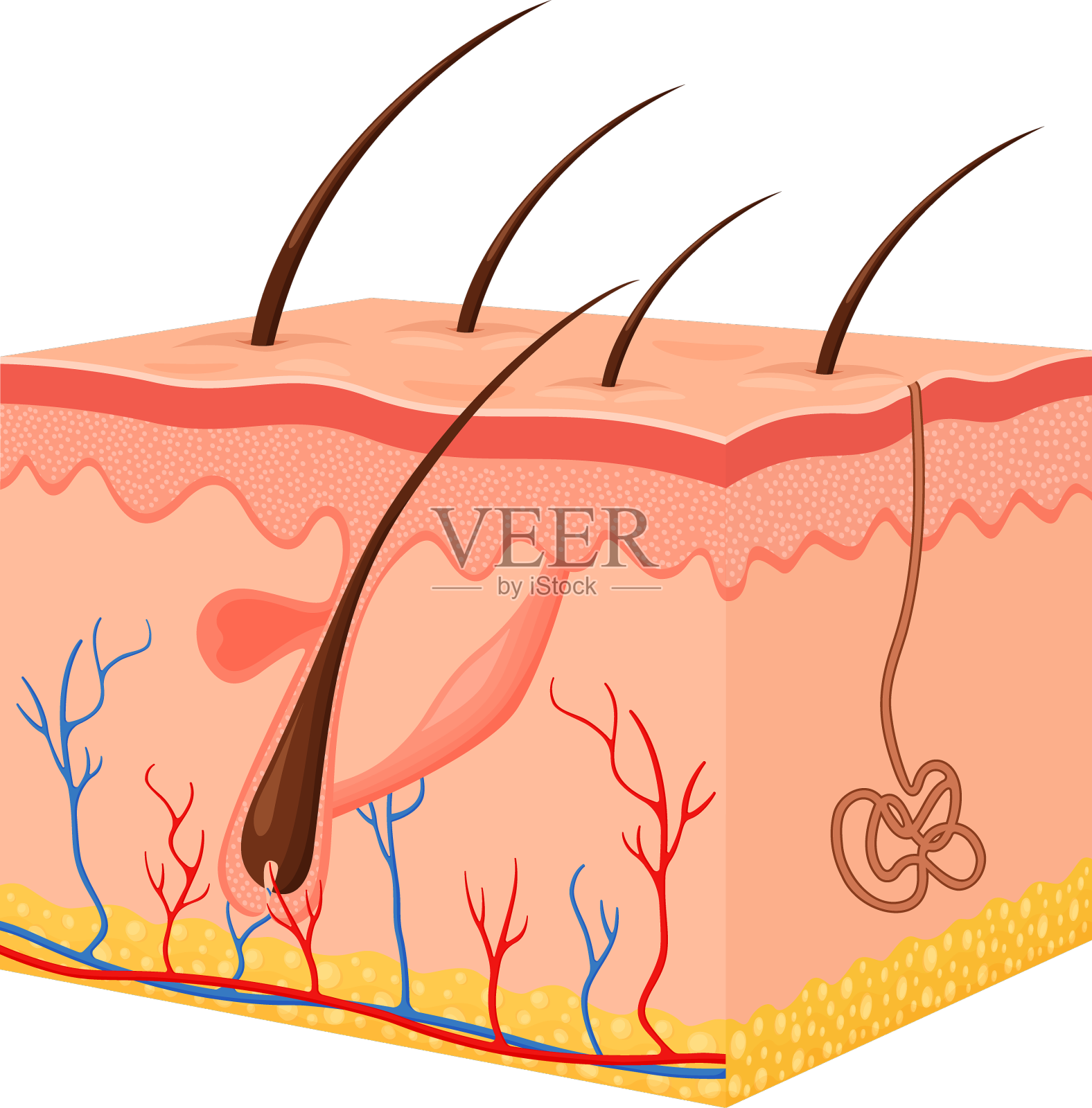 人的皮肤是有毛囊的层状表皮设计元素图片