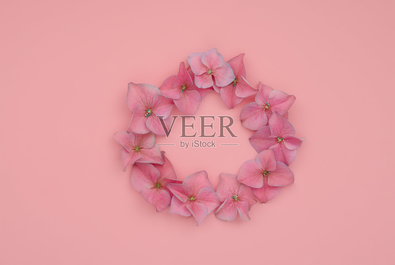 花绣球花花瓣的框架在粉红色的背景照片摄影图片