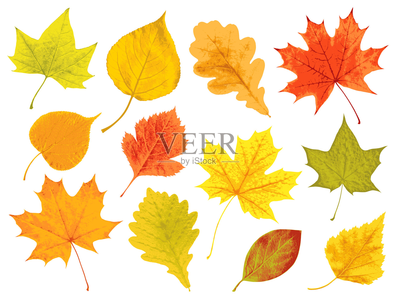 秋天的落叶插画图片素材
