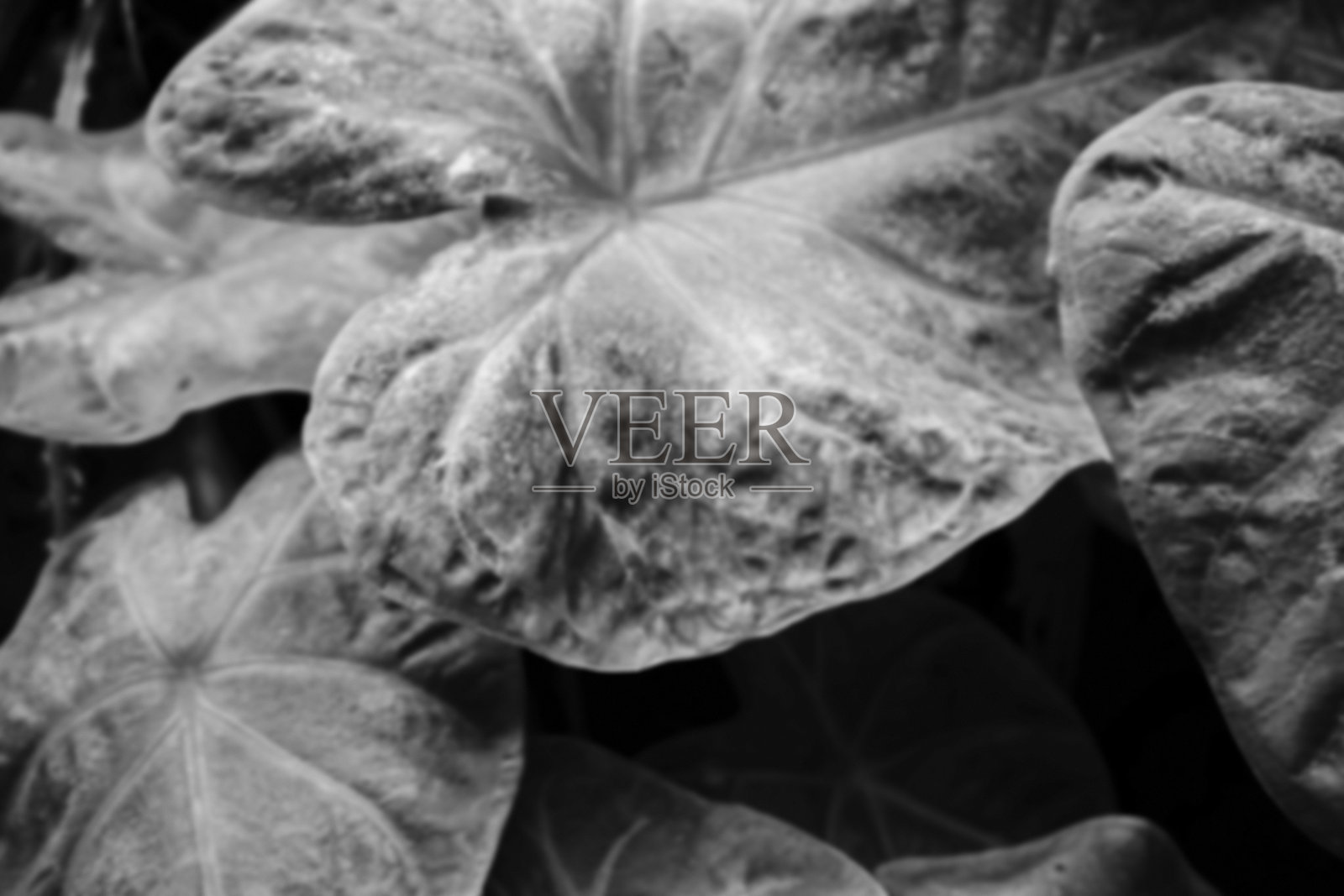 模糊的形象的黑色和白色的叶子对黑暗的自然背景。选择性关注自然模式。照片摄影图片