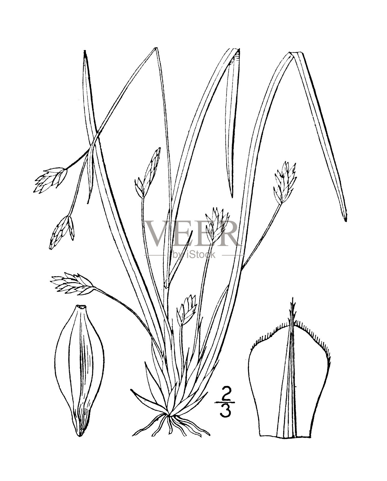 古植物学植物插图:长柄苔草、莎草插画图片素材